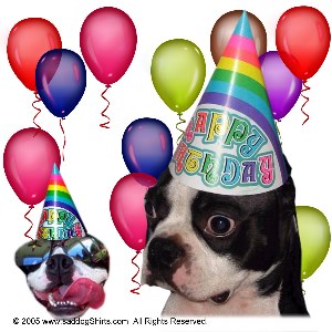 ../Images/birthday Boston Terrier.jpg